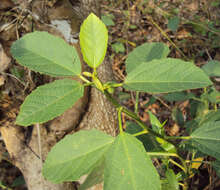 Imagem de Baliospermum solanifolium (Burm.) Suresh