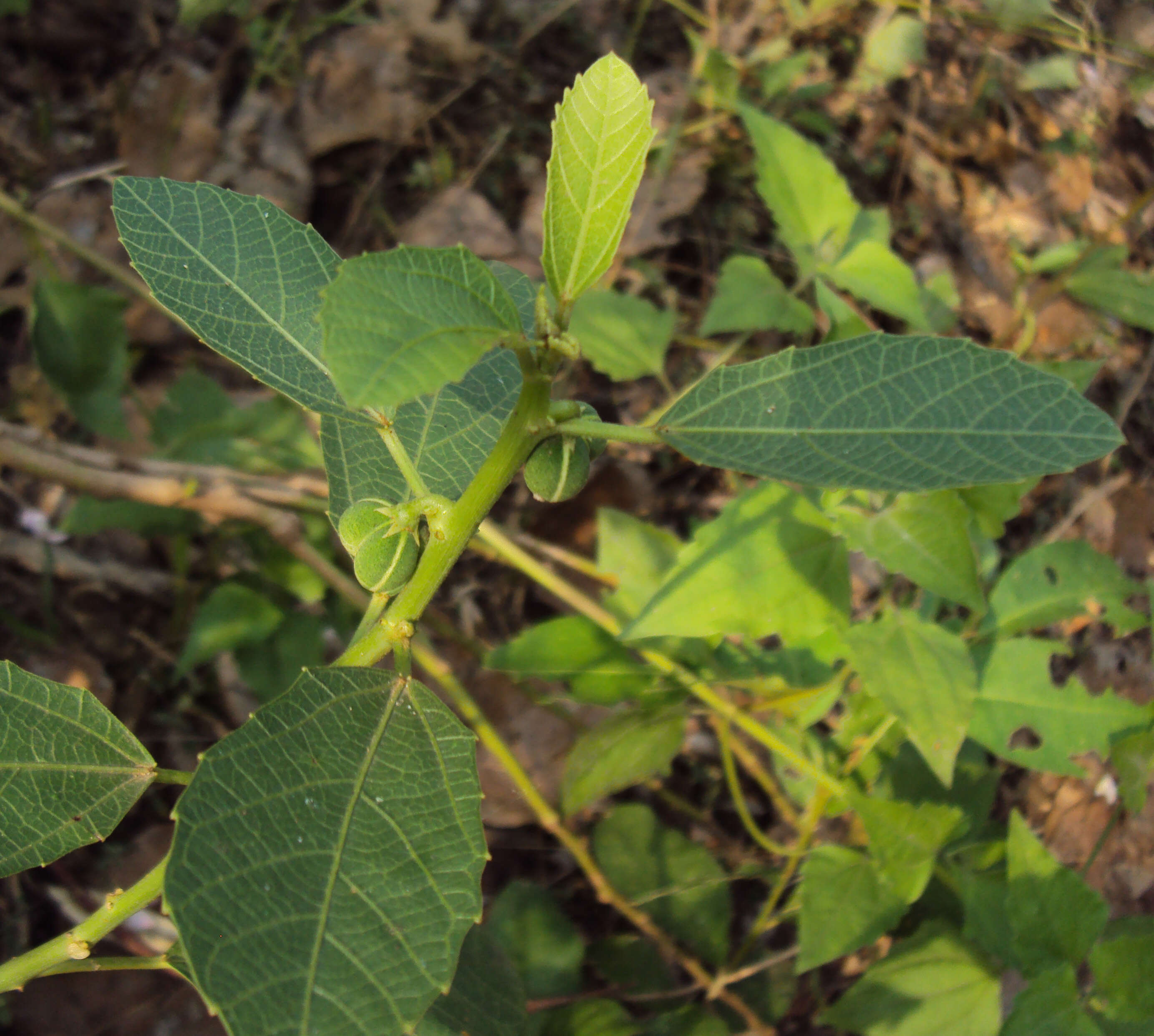 Imagem de Baliospermum solanifolium (Burm.) Suresh