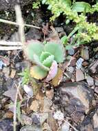 Image of Kalanchoe laetivirens Descoings