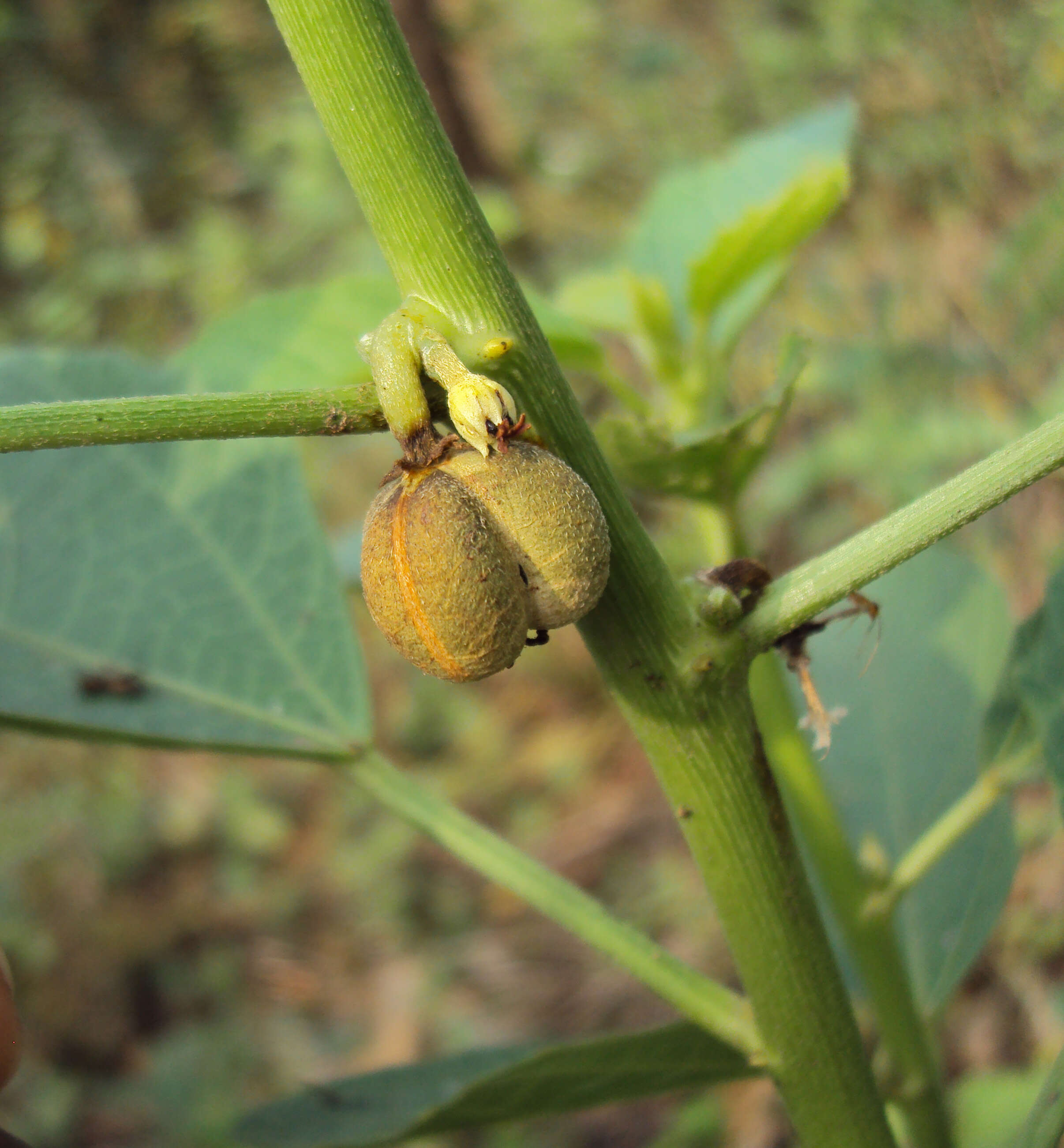 Sivun Baliospermum solanifolium (Burm.) Suresh kuva