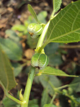 Imagem de Baliospermum solanifolium (Burm.) Suresh