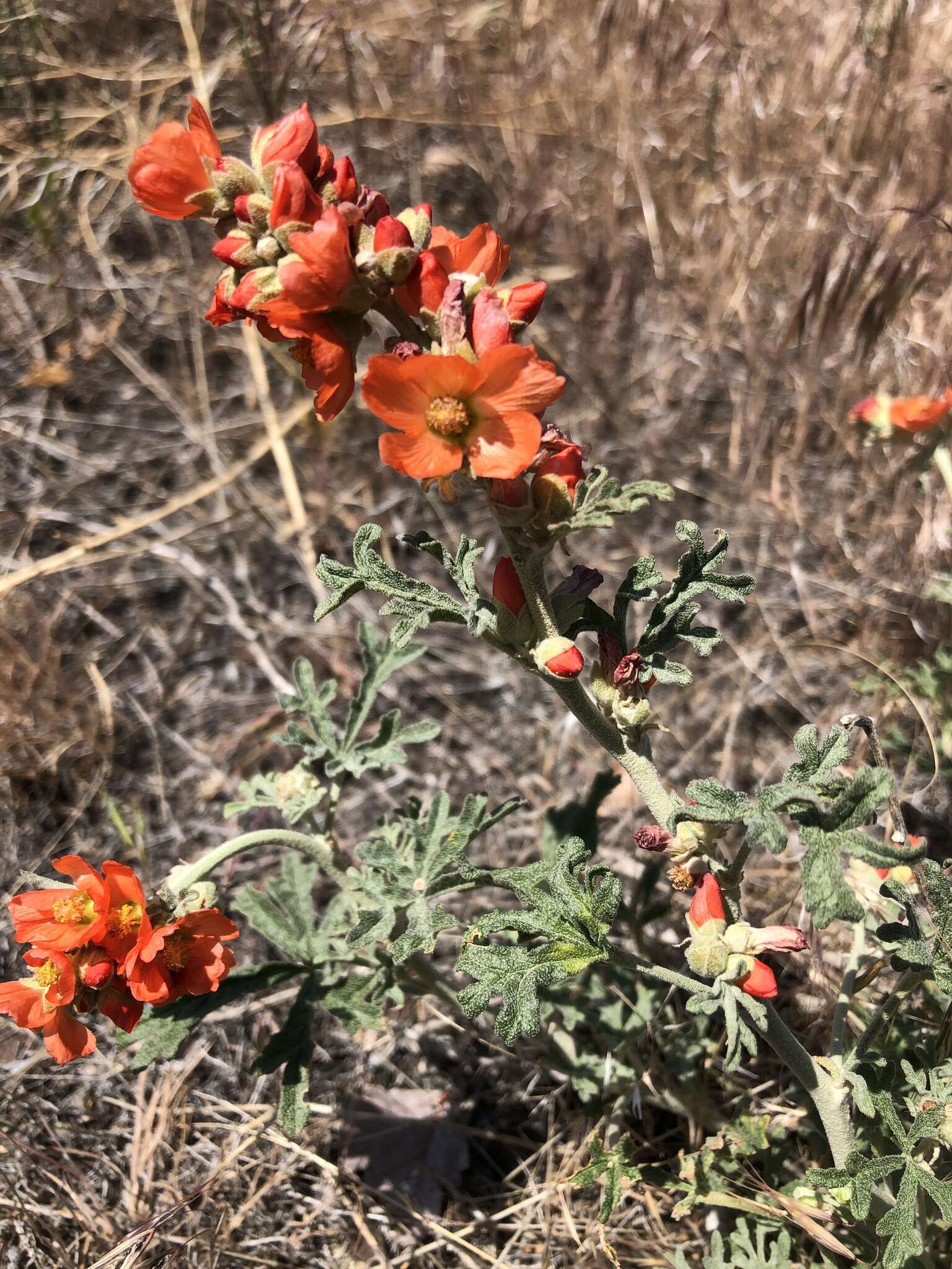 Image of gooseberryleaf globemallow