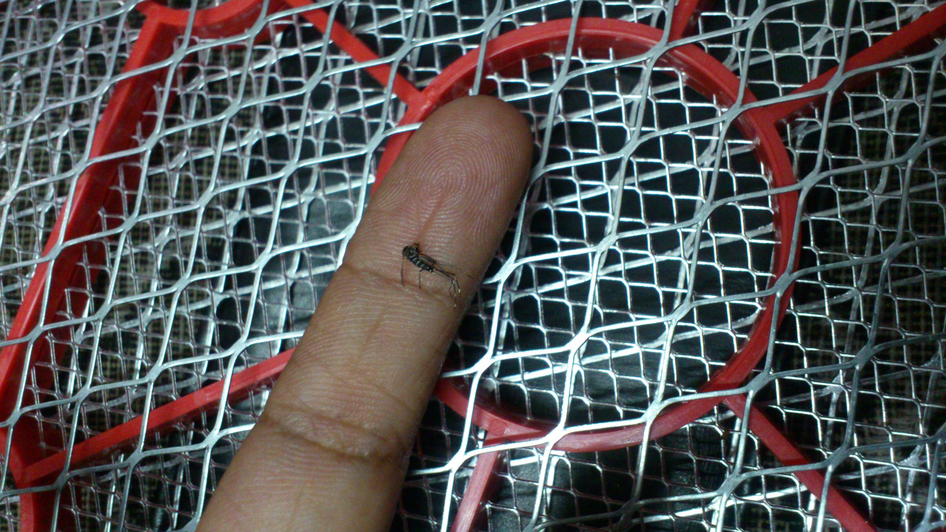 Image of Dengue fever mosquito