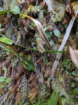 Image of Leptotarsus (Macromastix) binotatus (Hutton 1900)