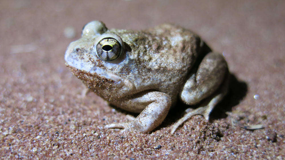 Image of Marbled Sand Frog