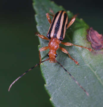 Image of Metacmaeops