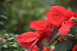 Image of poinsettia