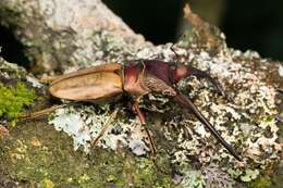 Imagem de Cyclommatus montanellus Möllenkamp 1904