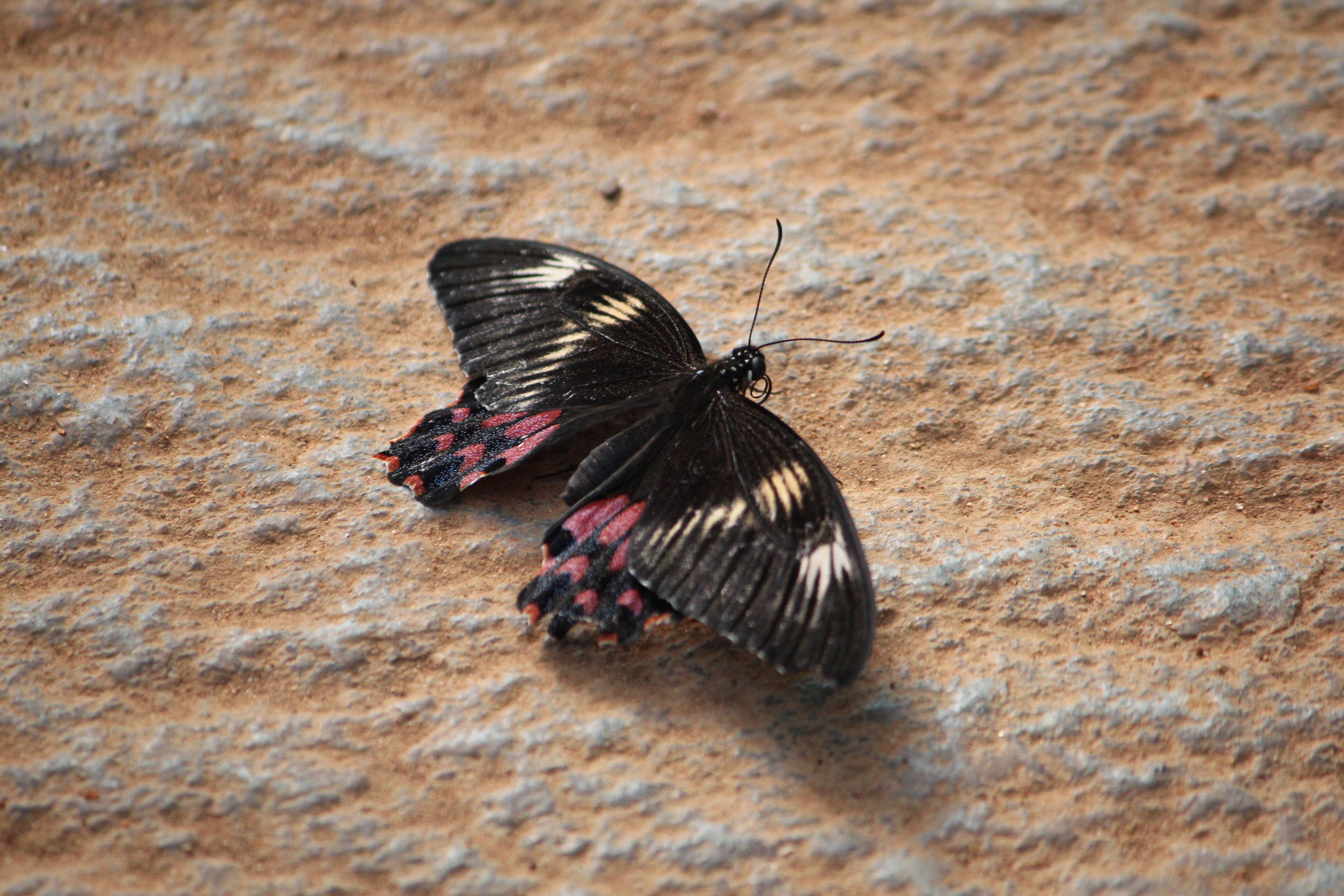 Image of Papilio polytes Linnaeus 1758