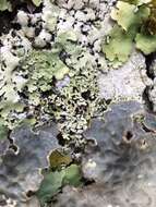 Image of Blue Ridge shield lichen