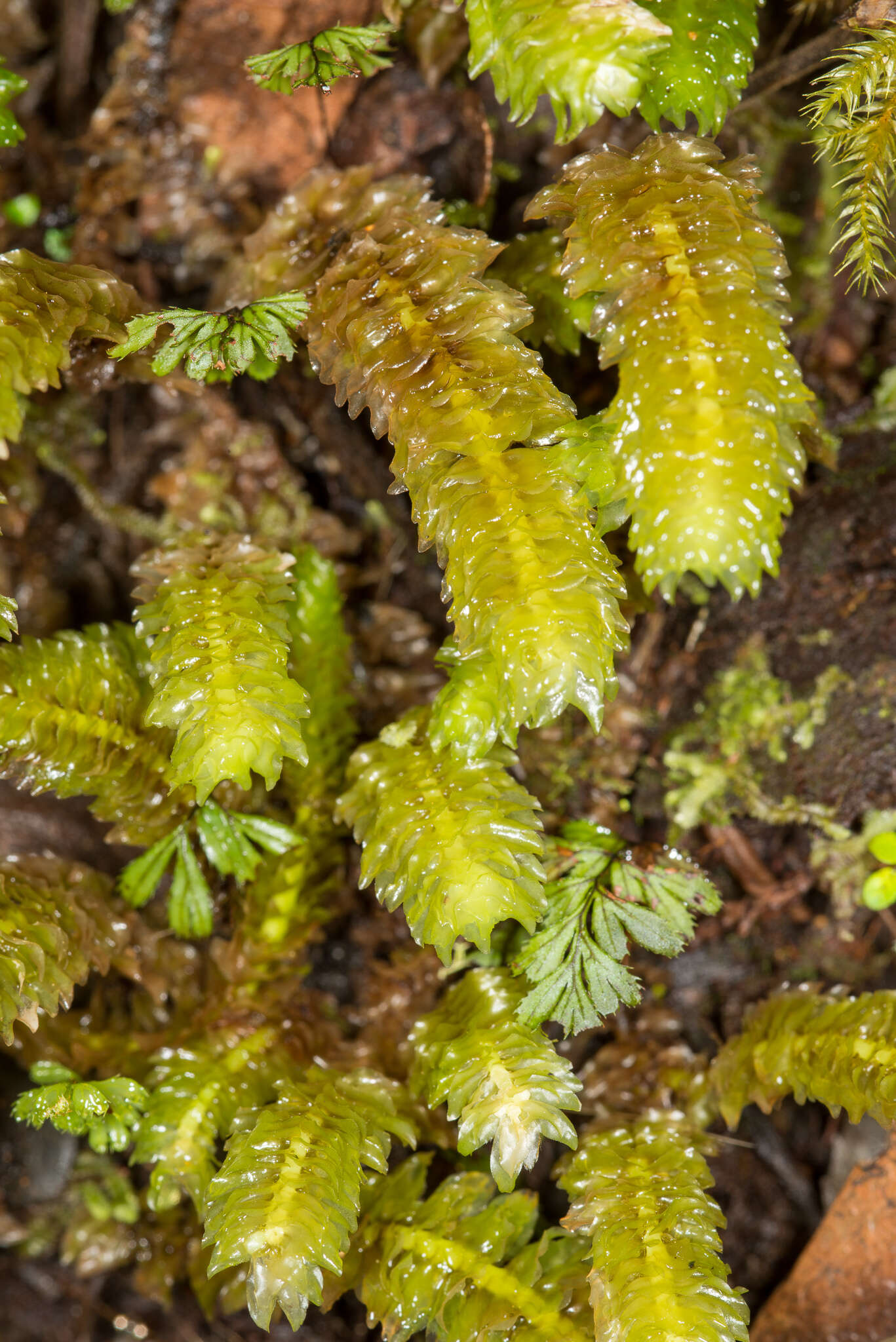 Image of Schistochila nobilis (Hook.) Trevis.