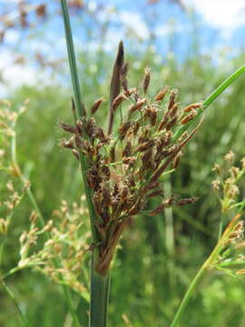 Image de Fimbristylis complanata (Retz.) Link