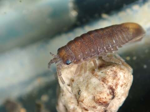 Image of metallic marine isopod