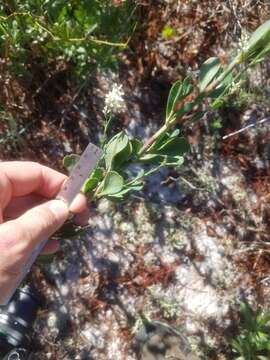 Image de Polygonella macrophylla Small