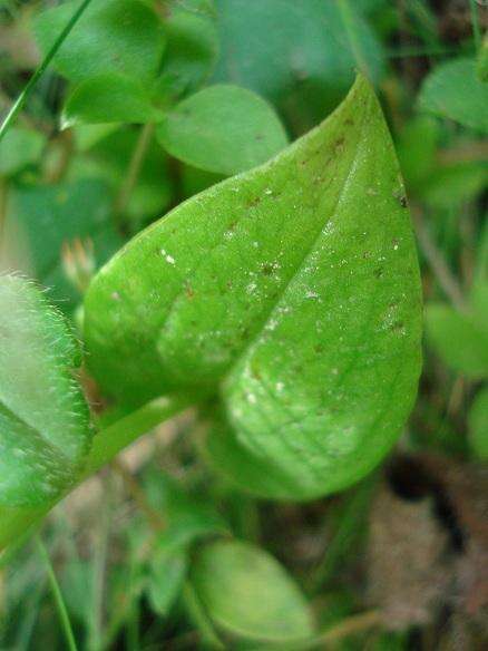 Image of Huttonaea oreophila Schltr.