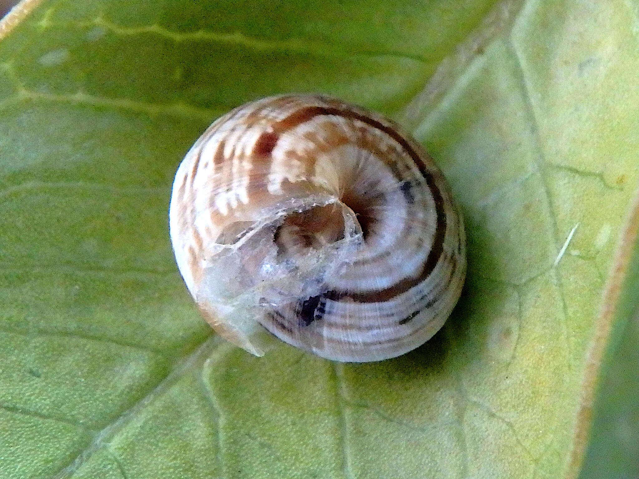 Image of Maritime gardensnail