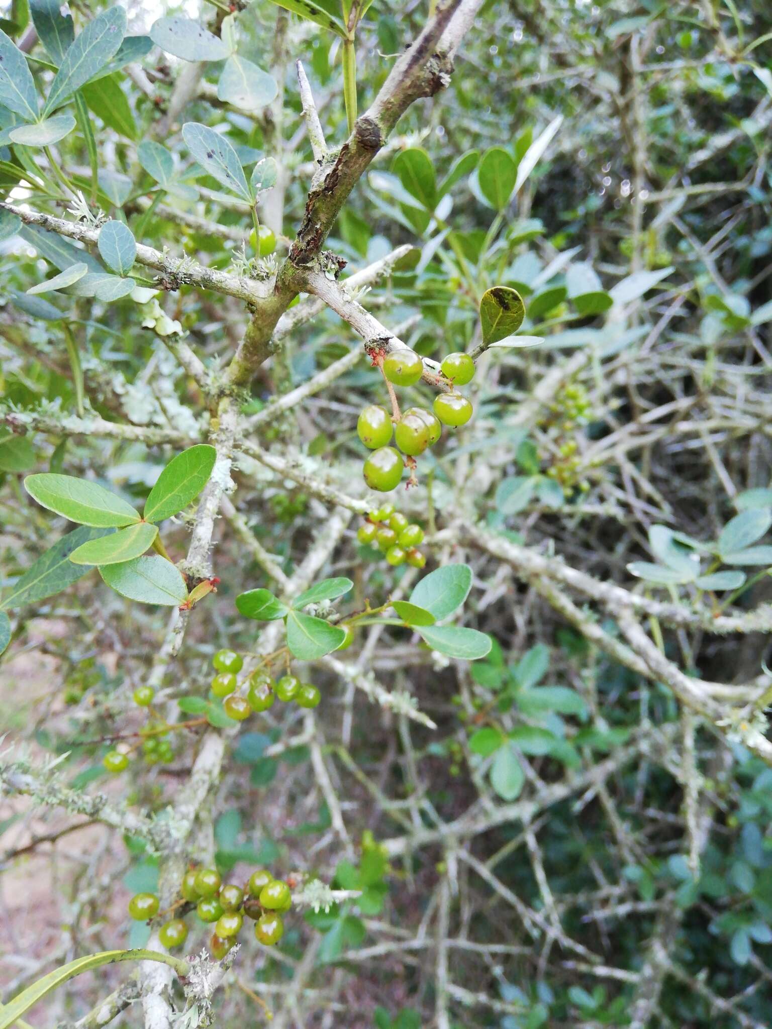 Image of Searsia pterota (C. Presl) Moffett