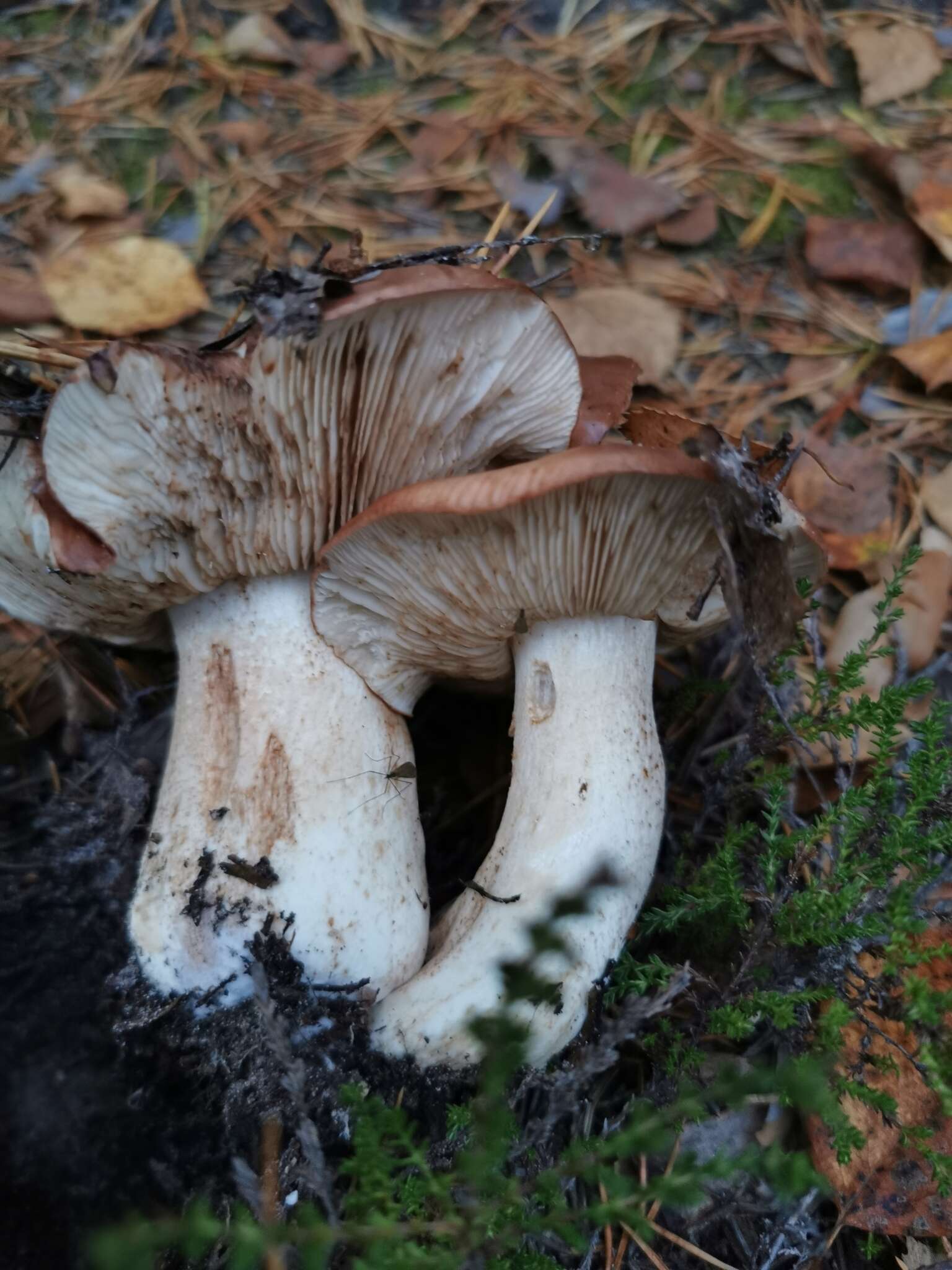 Imagem de Tricholoma colossus (Fr.) Quél. 1872