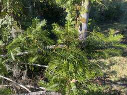 Image of Florida Nutmeg Tree