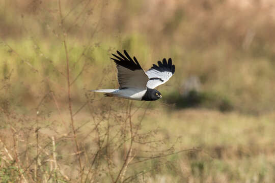 Image of Pied Harrier