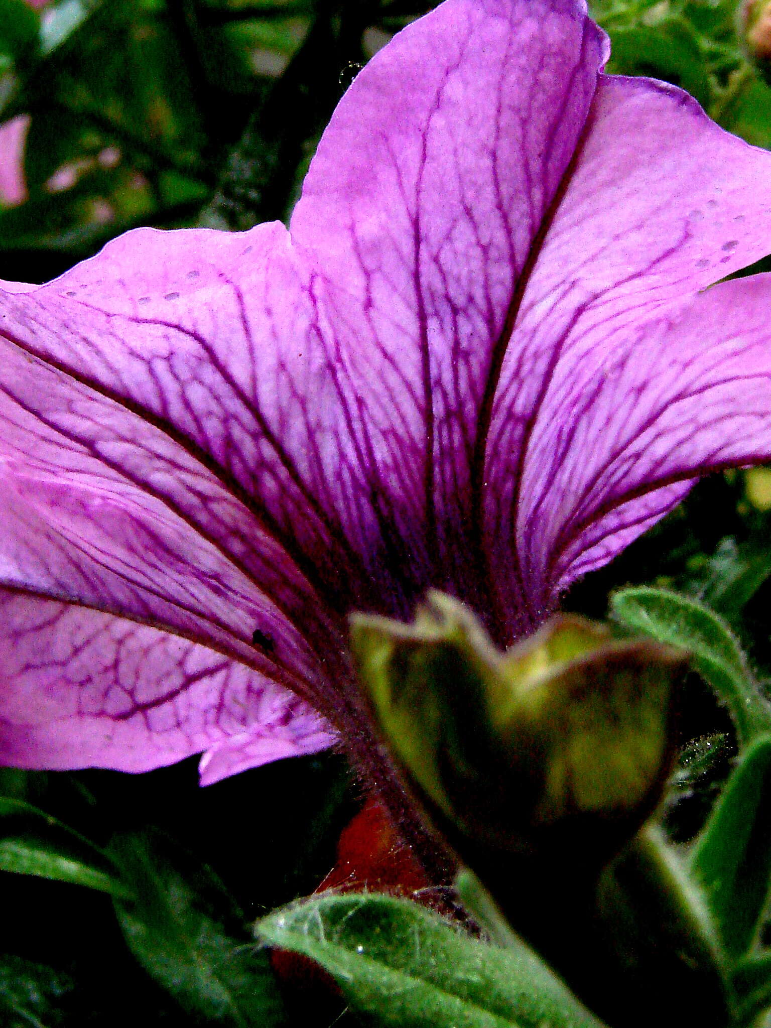 Image of petunia