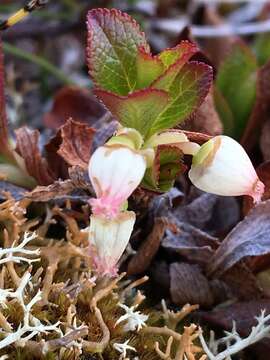 Image of Alpine bearberry