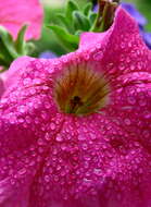 Image of petunia