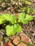 Image of Appalachian barren strawberry