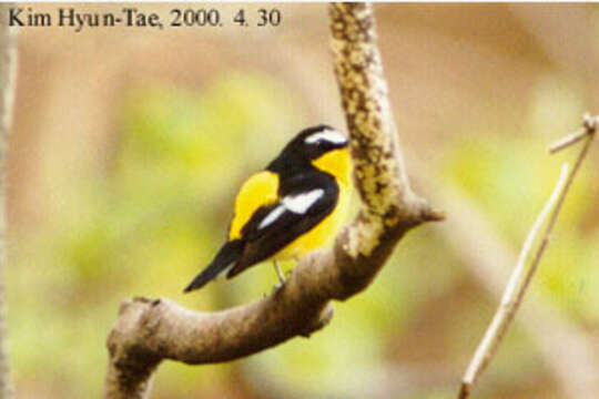 Image of Yellow-rumped Flycatcher