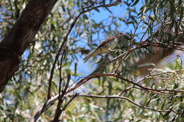 Image of Spotted Bowerbird