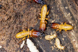 Image of Nevada Dampwood Termite