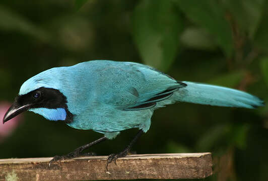 Image of Turquoise Jay