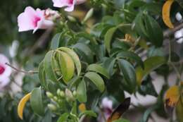 Image de Pandorea jasminoides (Lindl.) Schumann