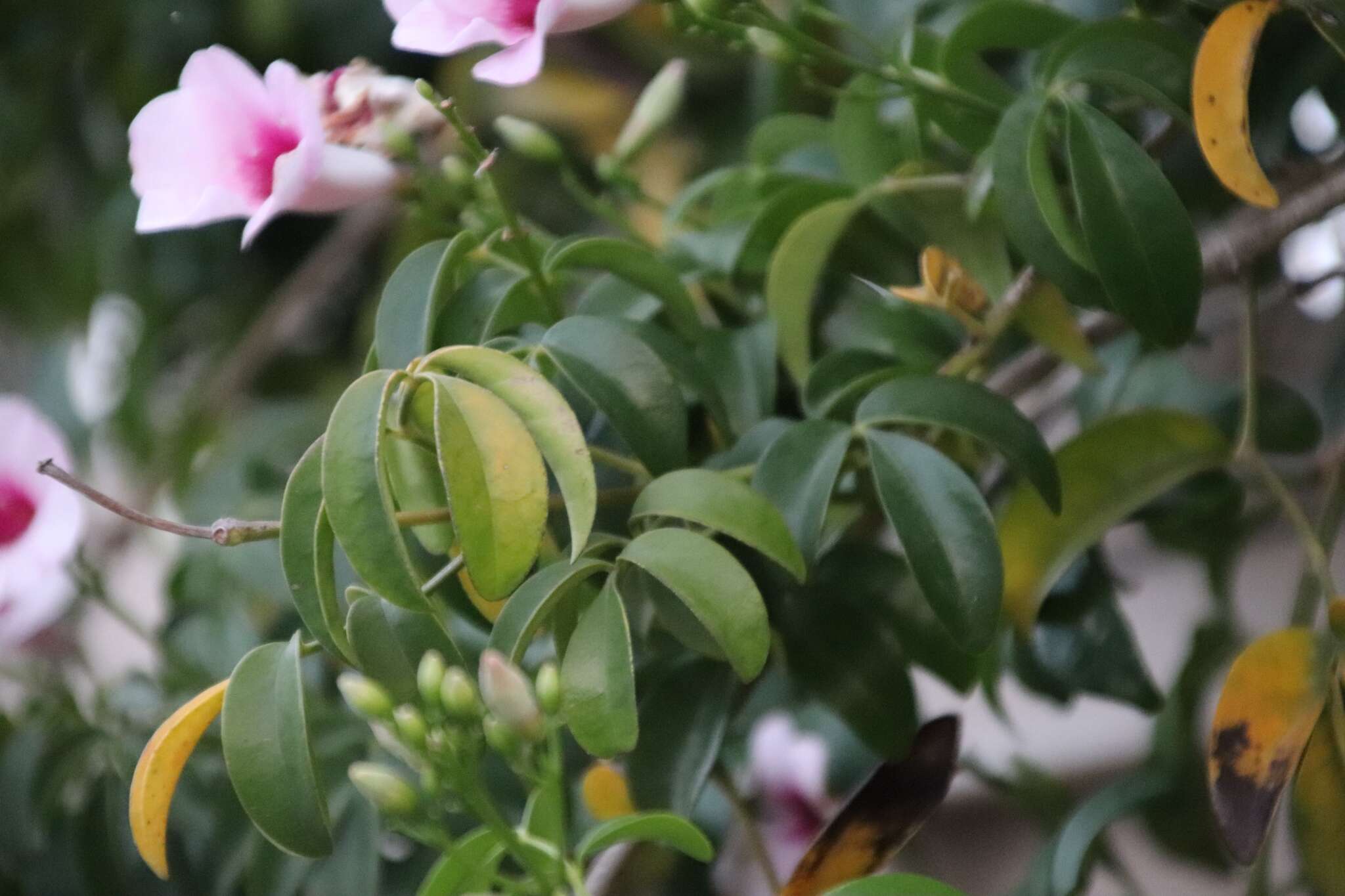 Imagem de Pandorea jasminoides (Lindl.) Schumann