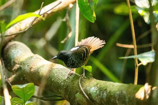 Image of Scalloped Antbird