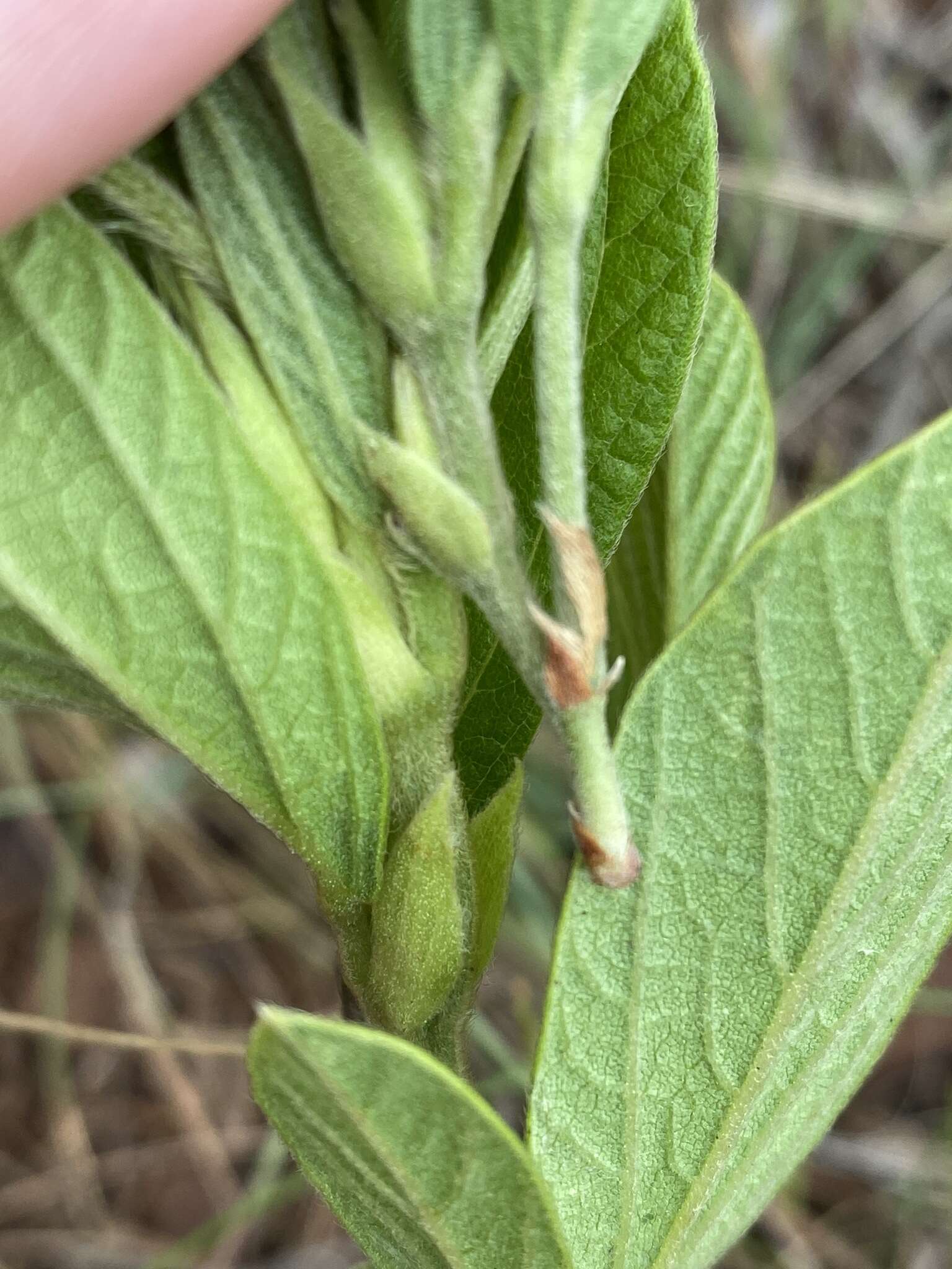 Image of Eriosema ellipticifolium Schinz