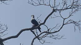 Image of Spice Imperial Pigeon