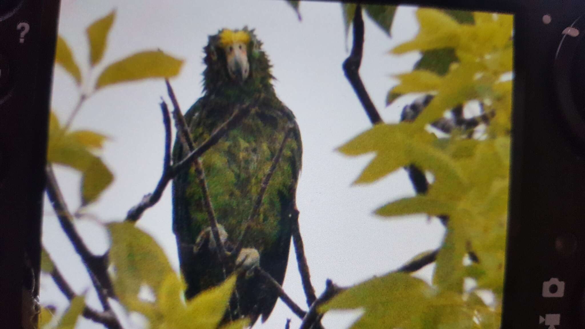 Image of Yellow-crowned Parrot, Yellow-crowned Amazon