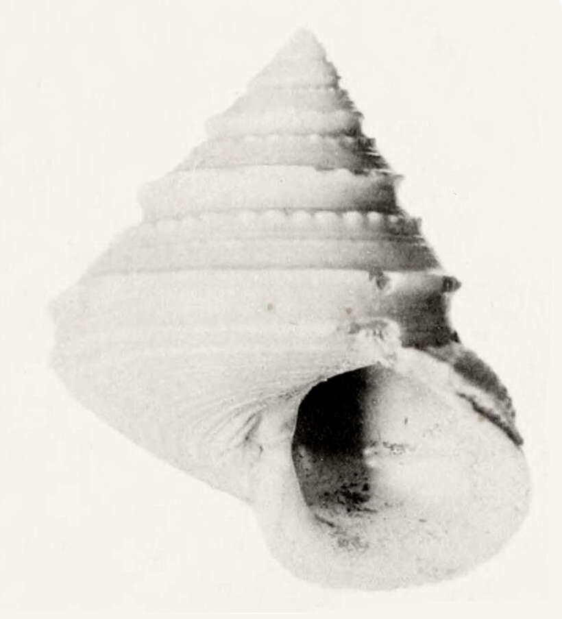 Image of Calliostoma grimaldii Dautzenberg & H. Fischer 1896