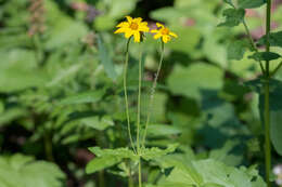 Image of broadleaf arnica