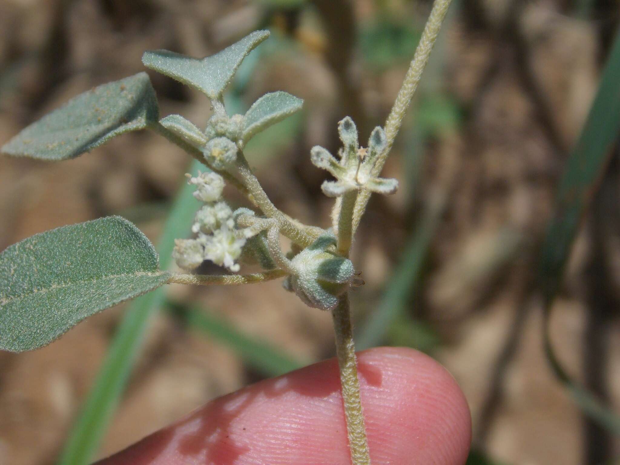 Image of threeseed croton