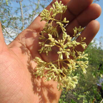 Image of Machaonia acuminata Bonpl.