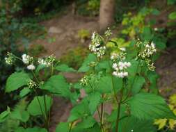 Image of white snakeroot