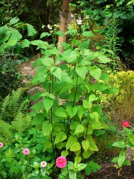 Image of white snakeroot