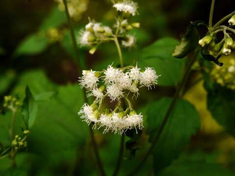 Image of white snakeroot