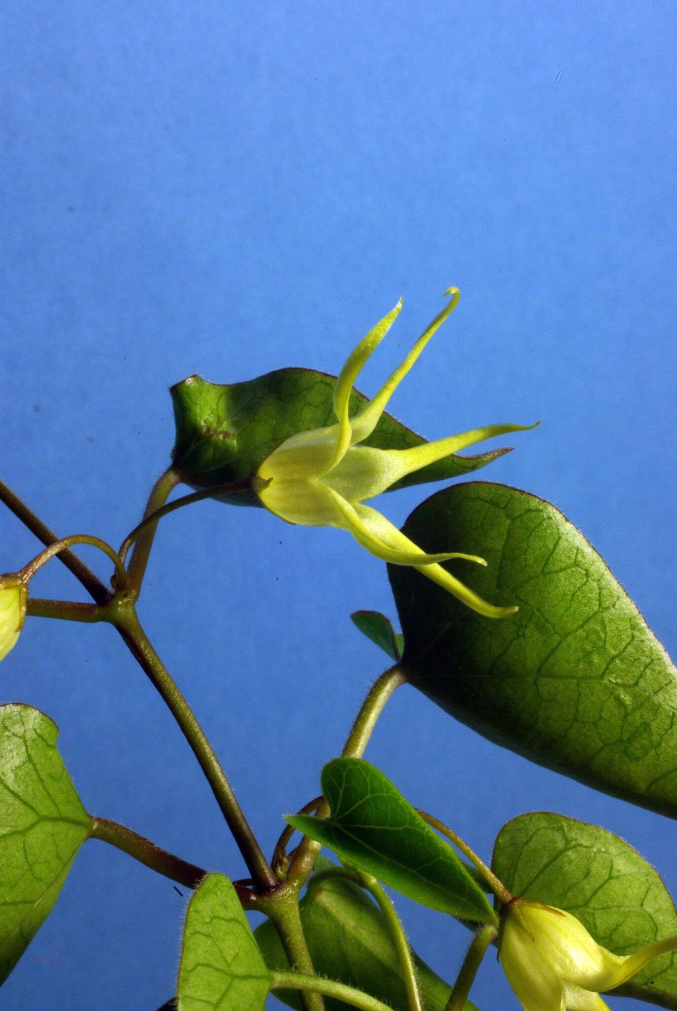 Image of Riocreuxia aberrans R. A. Dyer