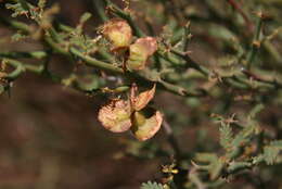 Xerocladia viridiramis (Burch.) Taub. resmi