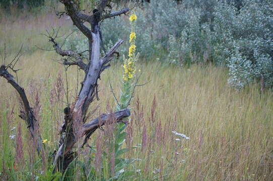 Imagem de Calamagrostis epigejos (L.) Roth