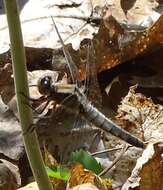 Image of Chalk-fronted Corporal