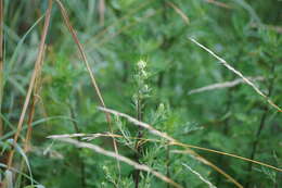 Image of common wormwood